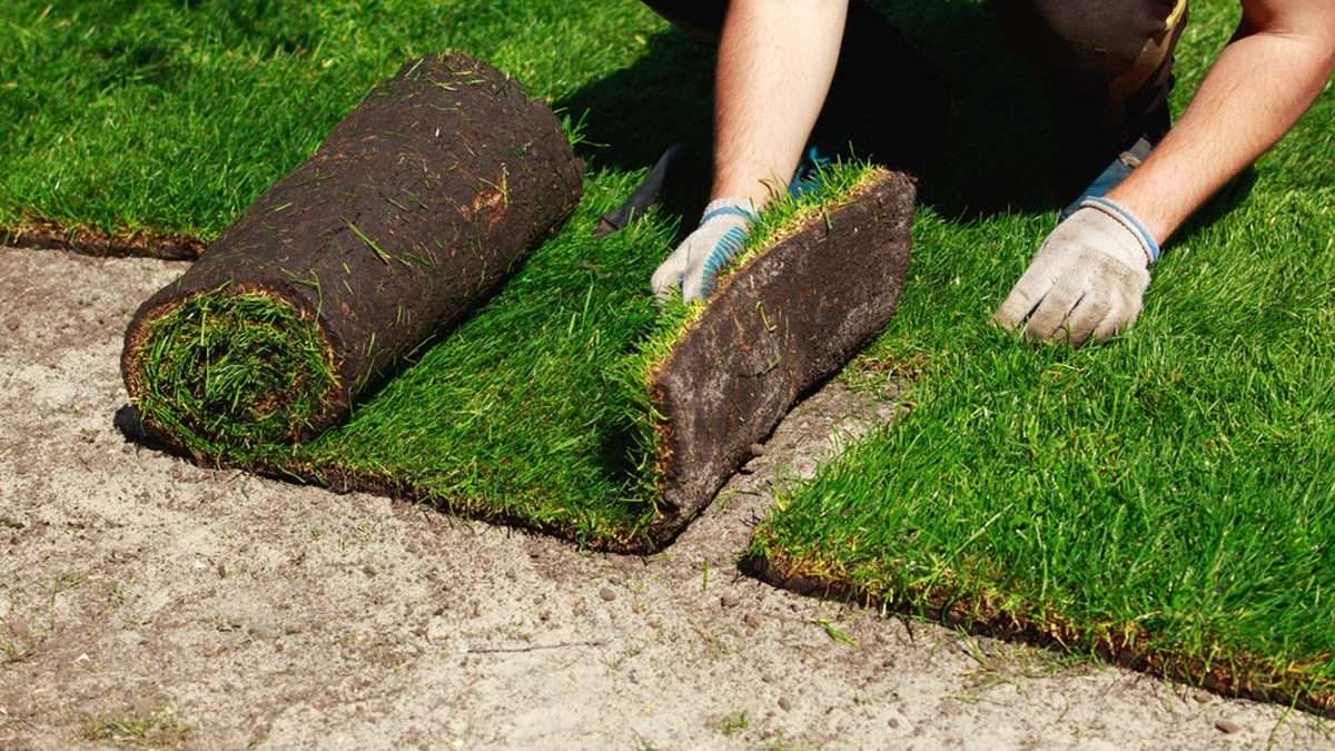 Jak założyć trawę z rolki?