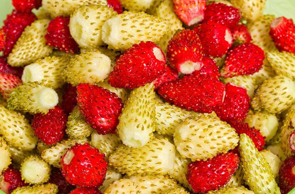 Sadzonki poziomki – uprawa, zastosowanie, co warto wiedzieć?